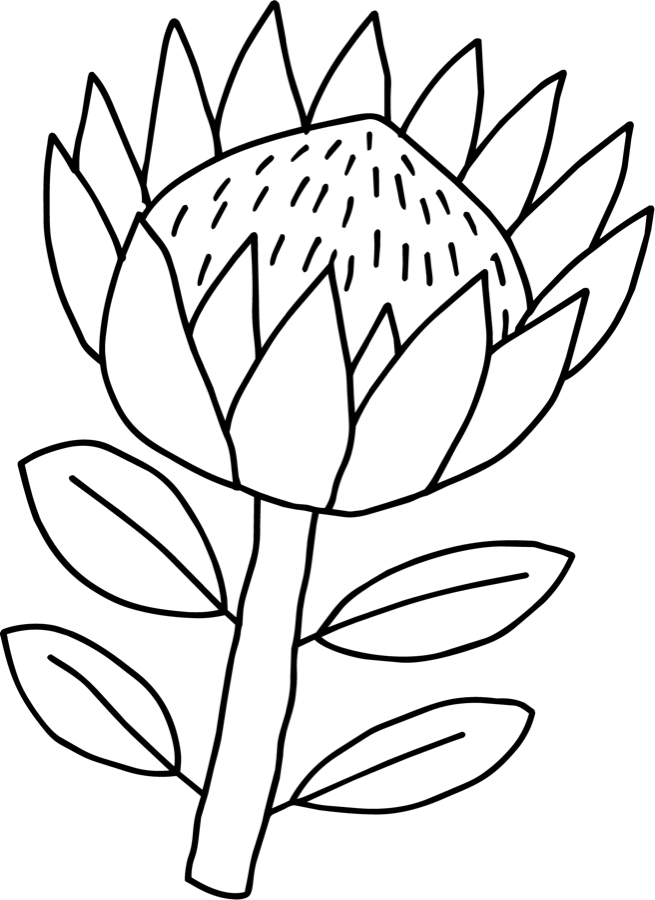 Protea line drawing